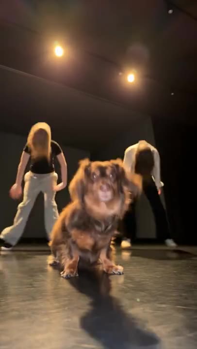 Single Ladies Dog
